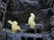 CARVED LAPIS LAZULI AND WHITE JADE TABLE SCREEN - 5