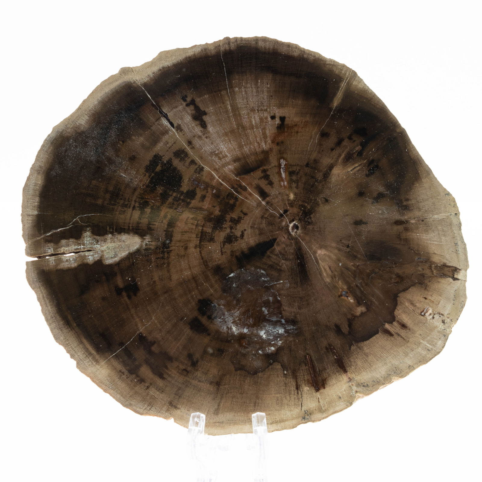 Natural Fossilised Petrified Wood Specimen (1 of 3)