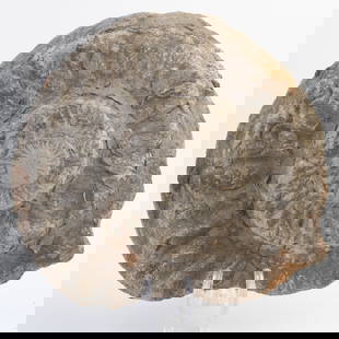 Jurassic Ammonite Fossil with Deep Ribbing: 458. Jurassic Ammonite Fossil with Deep Ribbing A classic spiral ammonite with distinct ribbing, this Jurassic-era fossil is rich in prehistoric character and perfect for fossil displays. It is the re