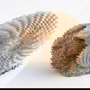 Large Ribbed Ammonite Fossil ? Stunning Jurassic Spiral: Stunning Jurassic Spiral This bold ammonite fossil features pronounced ribbing and excellent spiral geometry. A showstopper for fossil fans. It is the responsibility of the Buyer to carefully examine