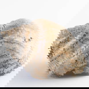 Fossilized Gastropod Shell with Natural Texture: 484. Fossilized Gastropod Shell with Natural Texture This spiral shell fossil is preserved with natural ridges and textures. Great for fossil and marine collectors. It is the responsibility of the Buy