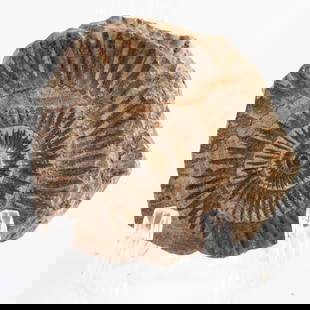 Deeply Ribbed Ammonite Fossil with Striking Spiral Relief: 503. Deeply Ribbed Ammonite Fossil with Striking Spiral Relief A deep spiral and bold ridges make this ammonite fossil a standout from the prehistoric seas. It is the responsibility of the Buyer to ca