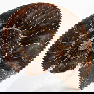 Sliced and Polished Ammonite Shell Showing Inner Chamber Patterns: 504. Sliced and Polished Ammonite Shell Showing Inner Chamber Patterns This expertly polished ammonite slice displays intricate inner chambers. Part sculpture, part fossil, entirely fascinating. It is