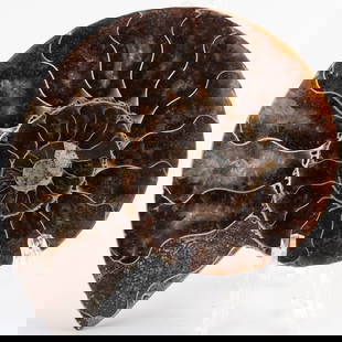 Polished Ammonite Fossil Slice ? Visible Sutures & Internal Chamber Detail: 508. Polished Ammonite Fossil Slice ? Visible Sutures & Internal Chamber Detail This fossil slice showcases fine inner suture patterns and polished structure?a scientific and decorative work of nature
