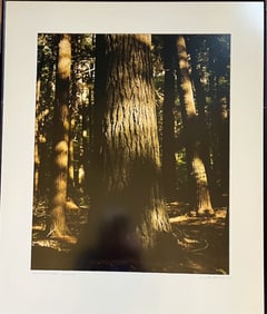 RI Photographer Salvatore Mancini Four Photographs: "The Seasons"