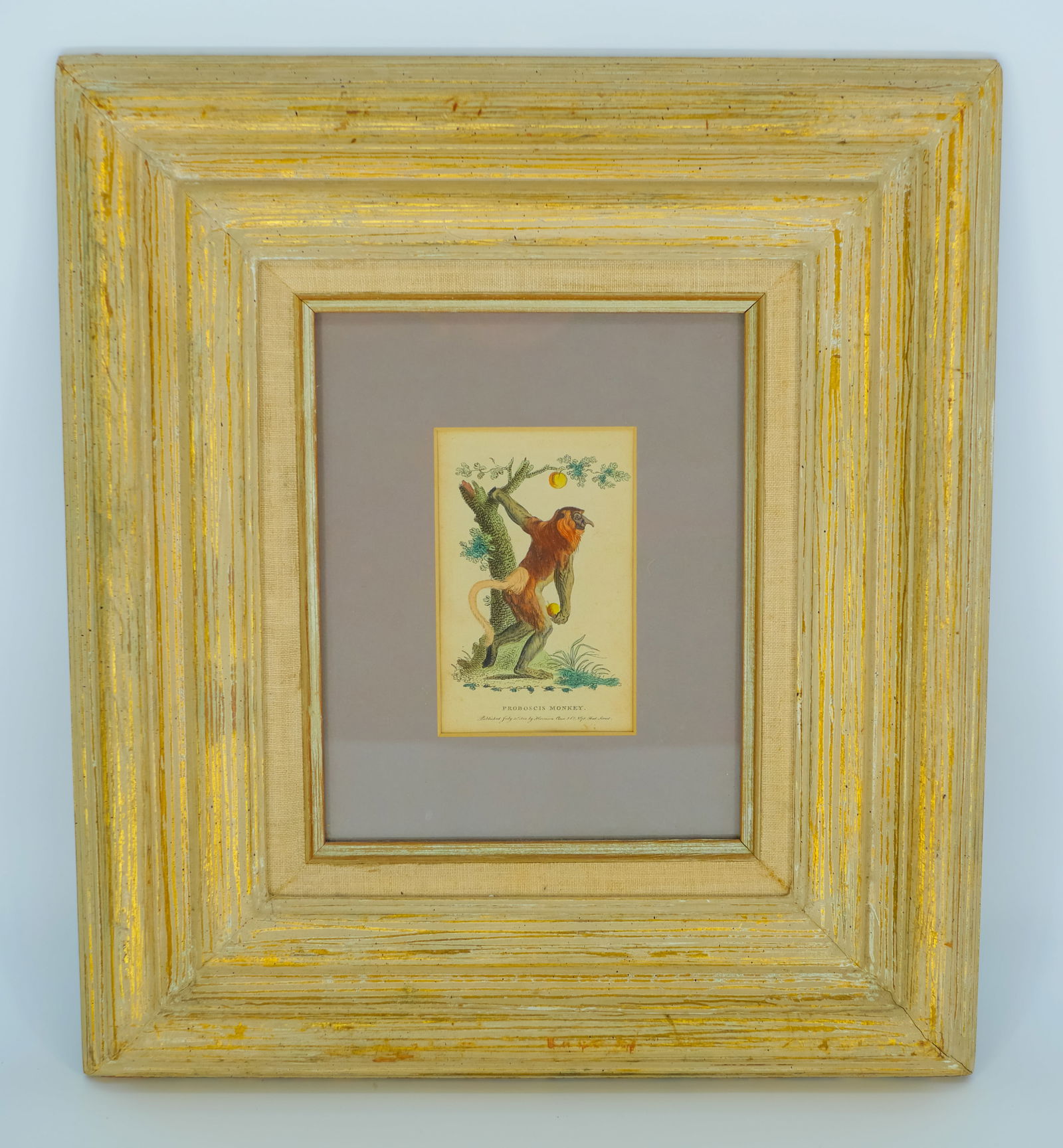 Rare 1800s Hand-Colored Copperplate Engraving Of The Proboscis Monkey By Johann Eberhard Ihle (1 of 3)