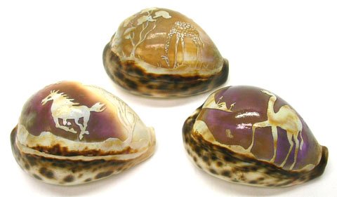 3 OLD UNUSUALLY CARVED OCEAN SEA SHELLS: 3 OLD UNUSUALLY CARVED OCEAN SEA SHELLS * ALL 3 ARE APROX. 3 1/2" LONG * DEPICTING A GALLOPING HORSE, CAMEL SCIENCE, AND SCENE WITH A GIRAFFE * NICELY CARVED 3-D EFFECT * GRADE 9.5 *