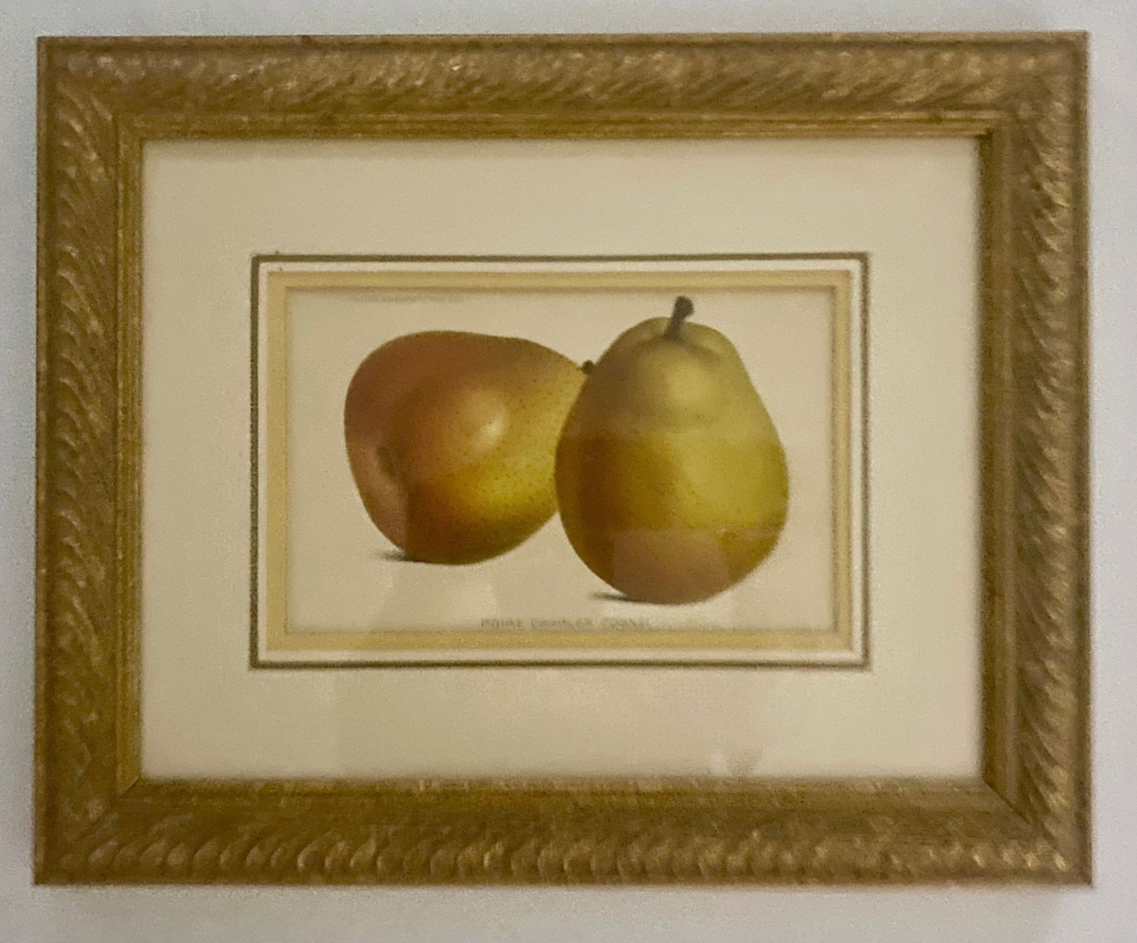 Framed Botanical Print Of Two Pears Idenified As "poire Charles Cognee" (1 of 5)