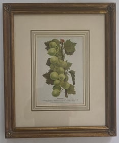 Framed Print Depicts A Botancal Illustration Of The "Houghton" Grape.