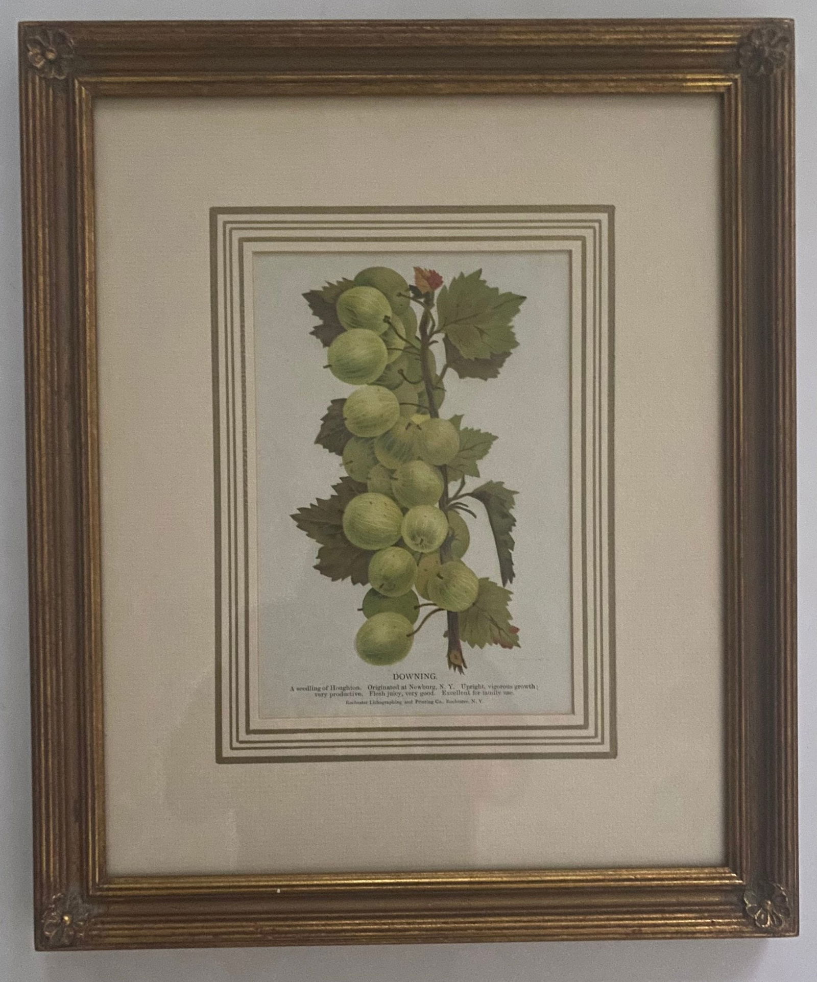 Framed Print Depicts A Botancal Illustration Of The "Houghton" Grape. (1 of 5)