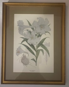 Botanical Illustration Of Lilium Longiflorum By H. J. Elwes