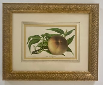 Antique Botanical Print Of A Peach