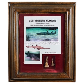 Cretaceous Sawfish Teeth, Framed Pair - Georgia Museum Deaccession