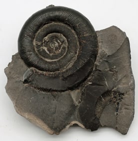 Large Ammonite Fossil