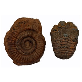 Ammonite and Trilobite Fossil Pair
