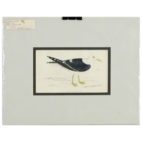 Lesser Black-Backed Gull Hand-Colored Engraving, Mid-19th Century