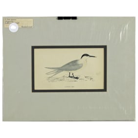 Sandwich Tern - Hand Colored Engraving After Francis Orpen Morris
