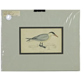 Caspian Tern - Hand Colored Engraving After Francis Orpen Morris