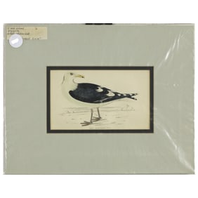 Great Black-Backed Gull - Hand Colored Engraving After Francis Orpen Morris