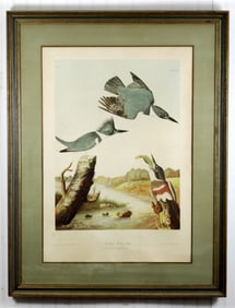 John James Audubon - Belted Kingfisher - Plate 255 - Bien Chromolithograph