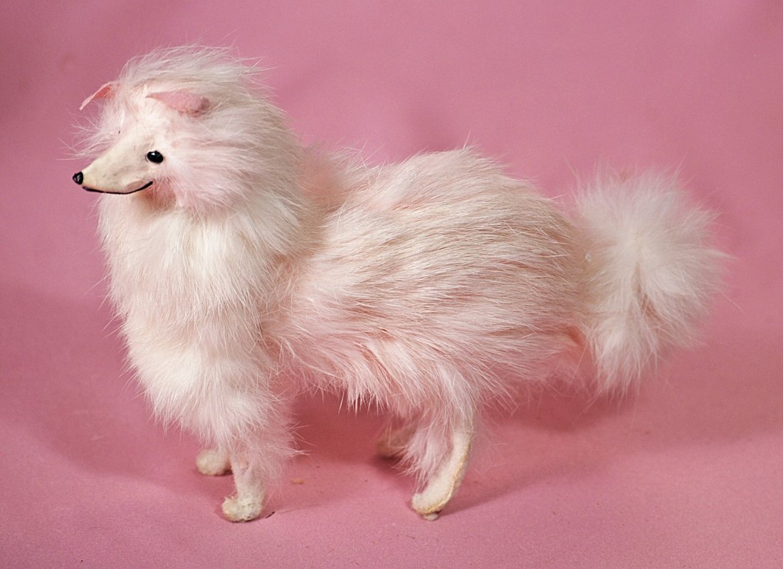 MINIATURE MOHAIR BORZOI WOLFHOUND SALON DOG (1 of 1)