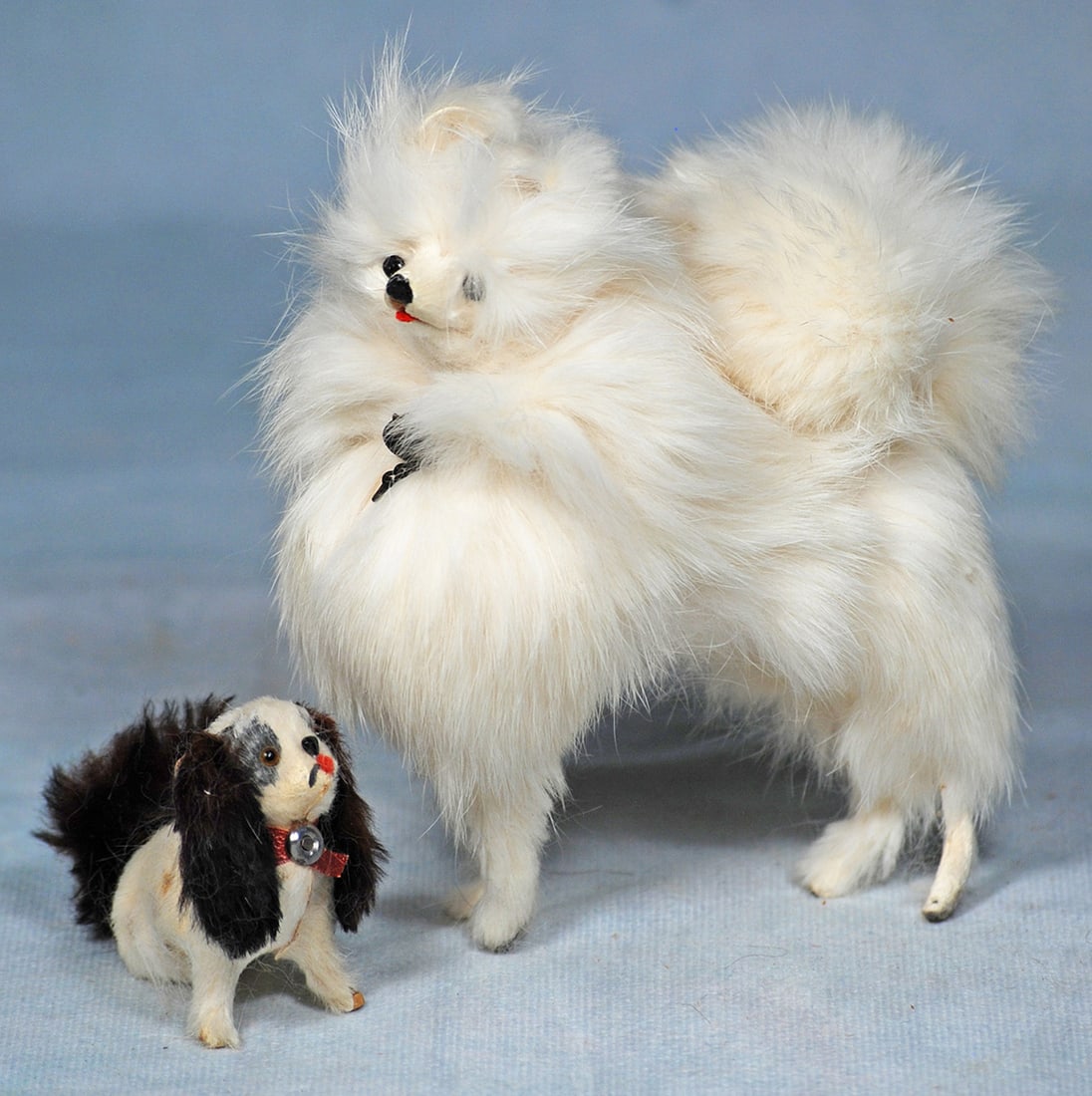 TWO MOHAIR PUPS (1 of 1)