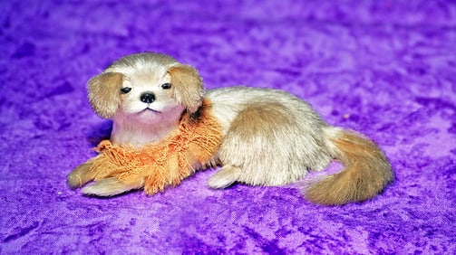 MINIATURE SALON DOG.