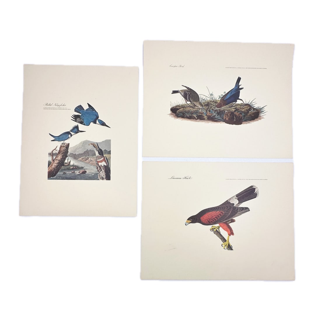Lot of Vintage John James Audubon "Birds of America" Lithographic Prints (1 of 8)
