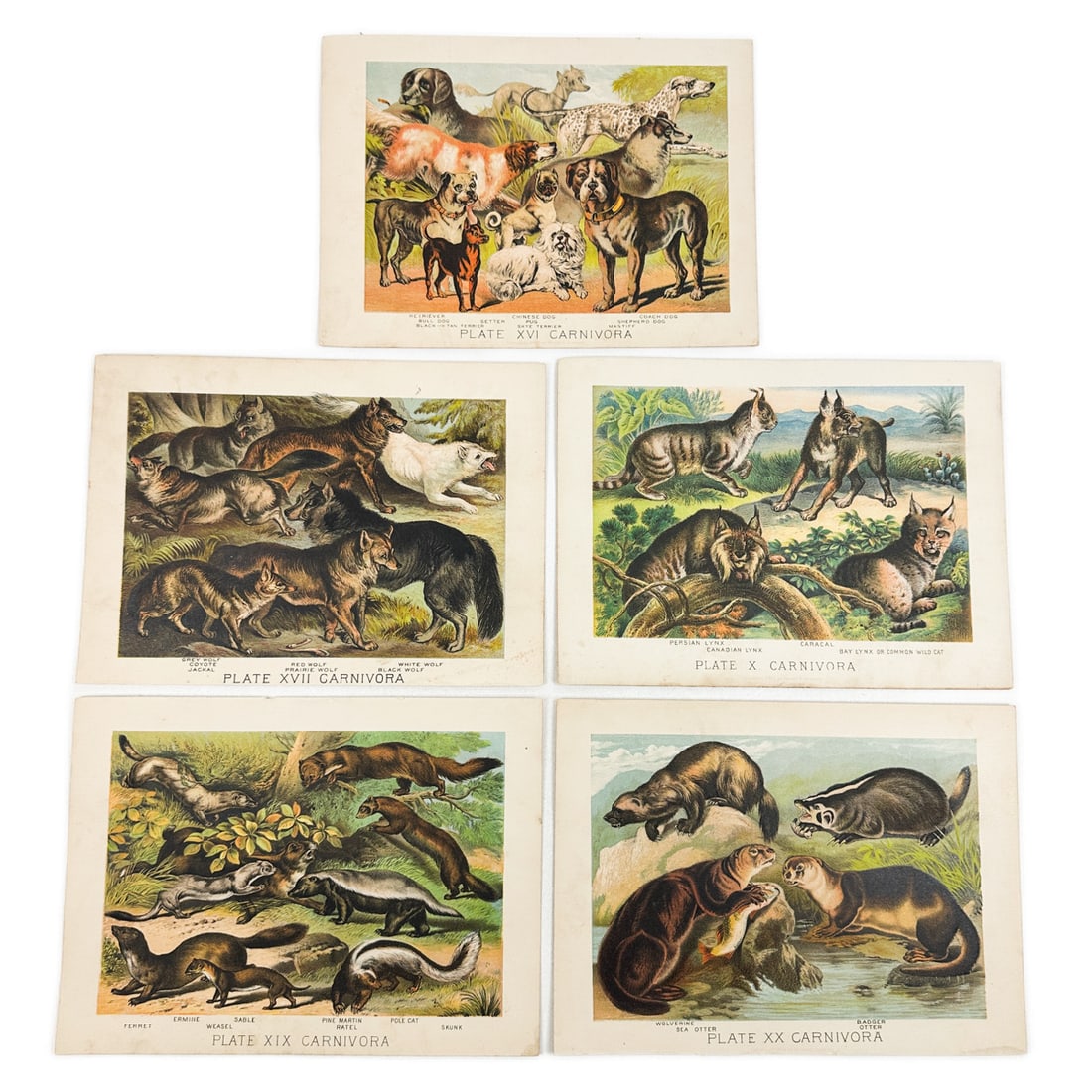 Lot of Antique Original Johnsons Household Book of Nature Lithographic Animal Plates (1 of 4)