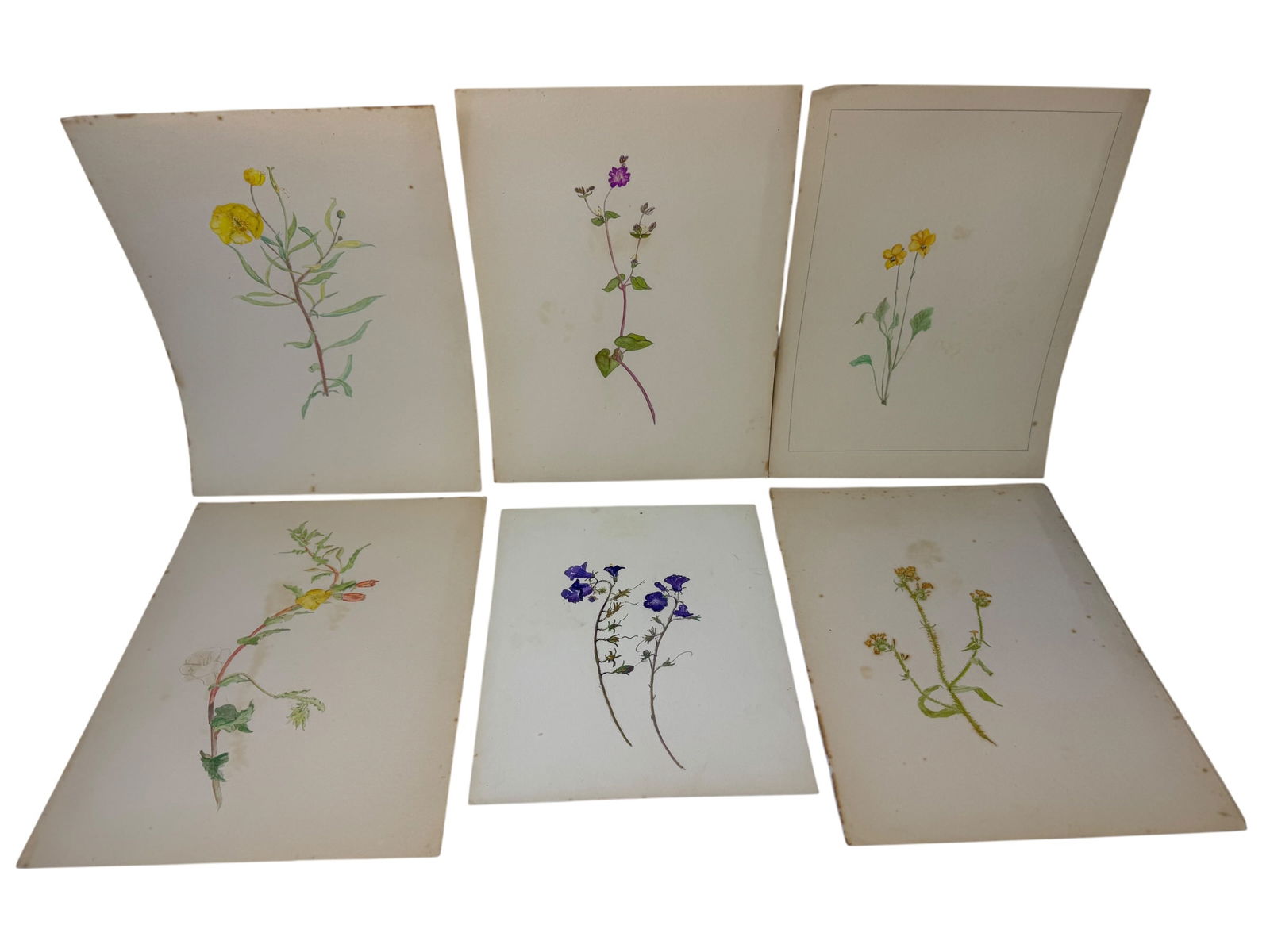 Huge Collection of 36 Original Botantical Drawings: Image dimensions: 9 x 12 Hand drawn and colored. Artist: Unknown Photos are part of the description and should tell the whole story.