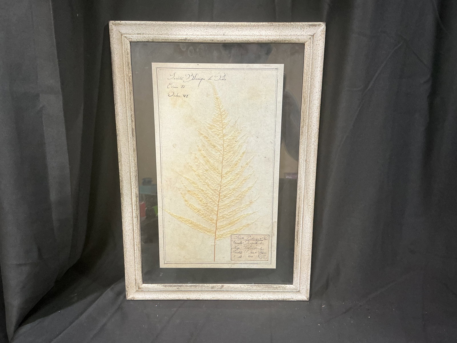Framed Botanical Herbarium Display: First appearance in this auction, this framed botanical herbarium display features preserved pressed plant specimens arranged with vintage-inspired printed labels in a silver-tone frame. The last
