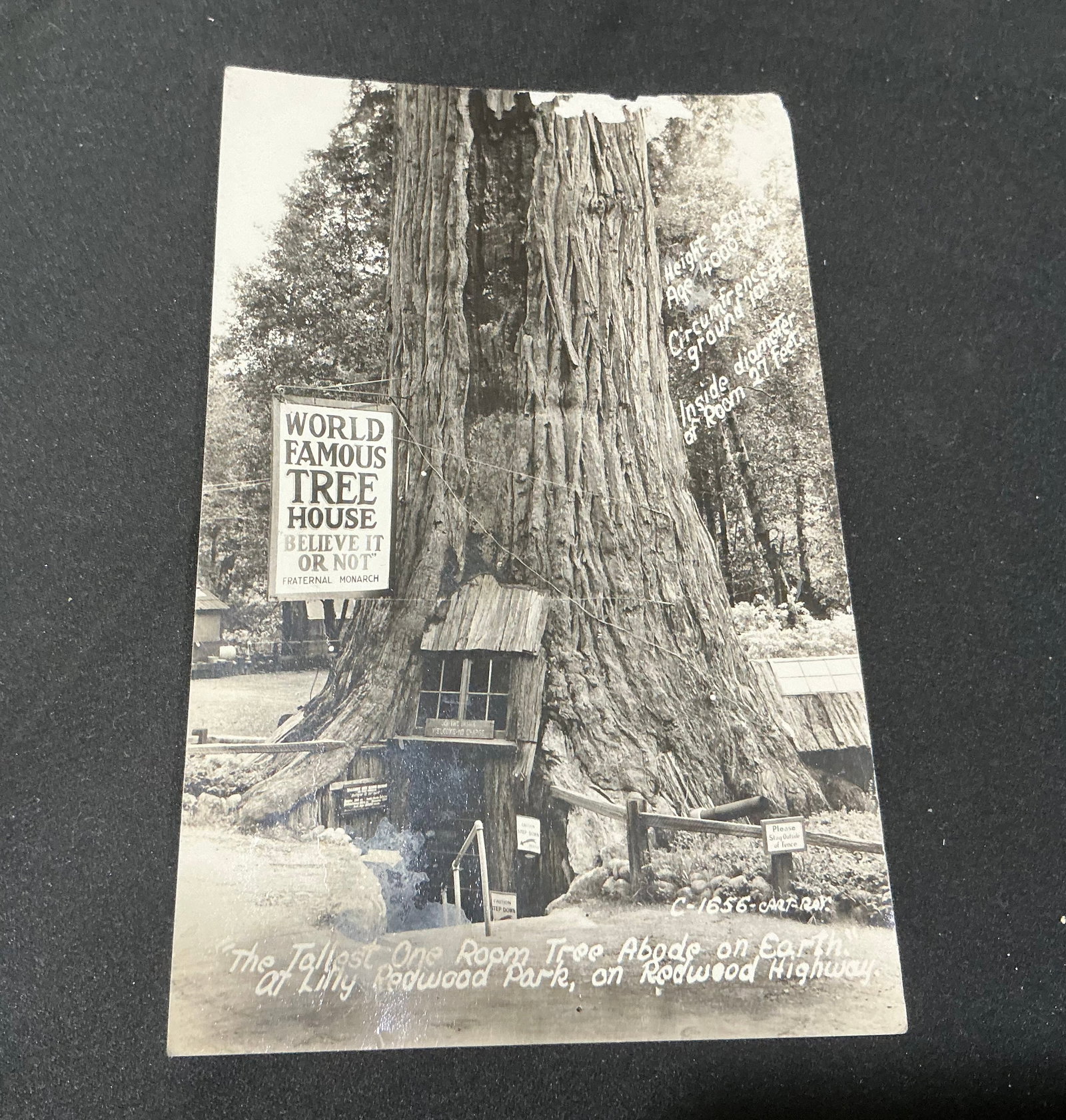 1942 Redwood Tree House California Postcard: Offered again as a piece of California roadside history, this vintage 1942 postcard features the famous Redwood Tree House at Lilly Redwood Park along the Redwood Highway. Postmarked October 6, 1942