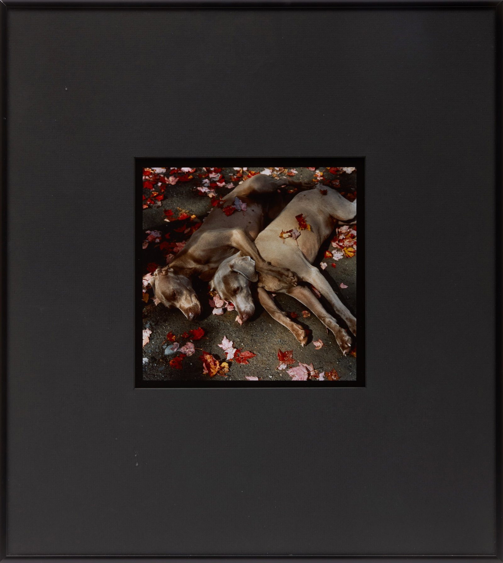 WILLIAM WEGMAN - Roadside Rest, 1987 - 2