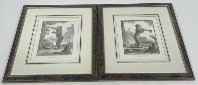 Georges Louis Leclerc Comte Buffon Monkey Prints