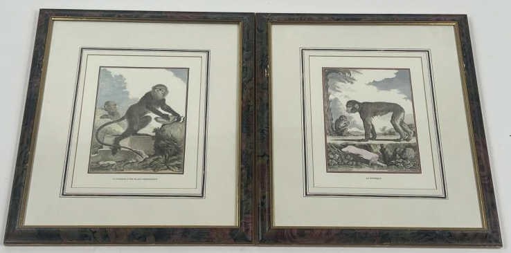 Georges Louis Leclerc Comte Buffon Monkey Prints: Georges Louis Leclerc Comte de Buffon Monkey Prints. Pair of custom framed and matted monkey prints after the originals by Georges Louis Leclerc Comte de Buffon. From the series L'Histoire naturelle,