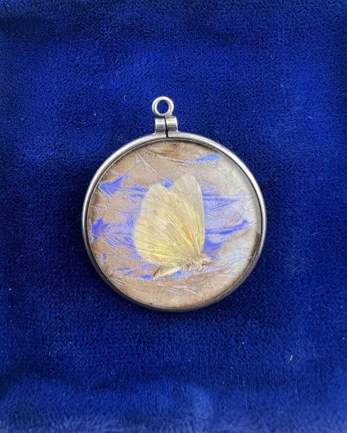 Silver Cased Butterfly Wing Necklace Pendant: Silver Cased Butterfly Wing Necklace Pendant. Vintage necklace pendant with natural butterfly wing and moth specimen encased within a silver frame. Measures 1.25 inches in diameter.