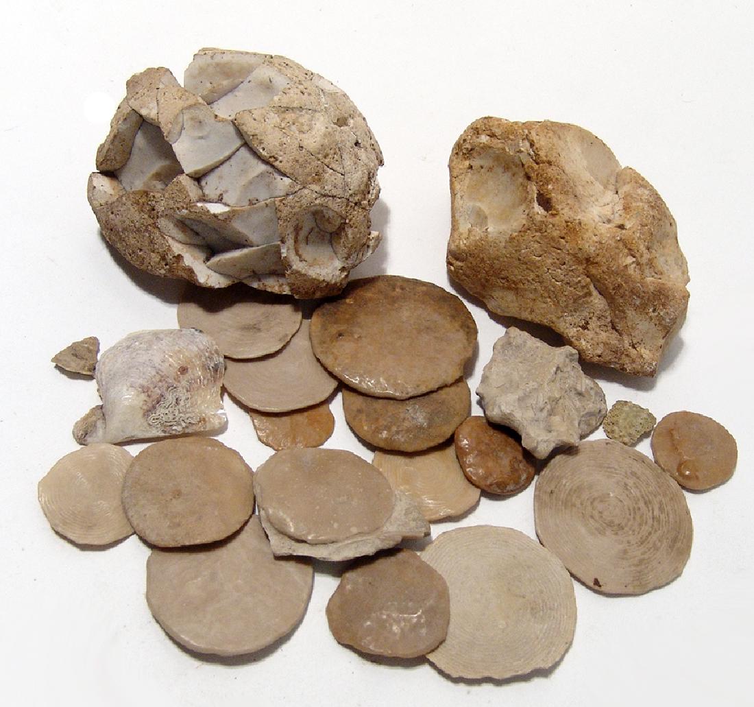 Limestone fragments from the Great Sphinx of Egypt: A group of limestone fragments from the Great Sphinx of Egypt. Collected in the late 19th Century and includes a copy of the original label, dated 11/1895, which was written on a business card from th