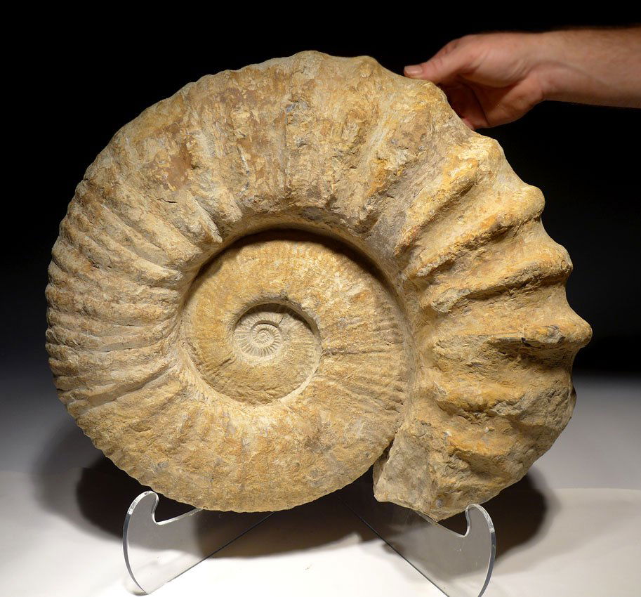Giant MidCretaceous Period Ammonite ocean fossil