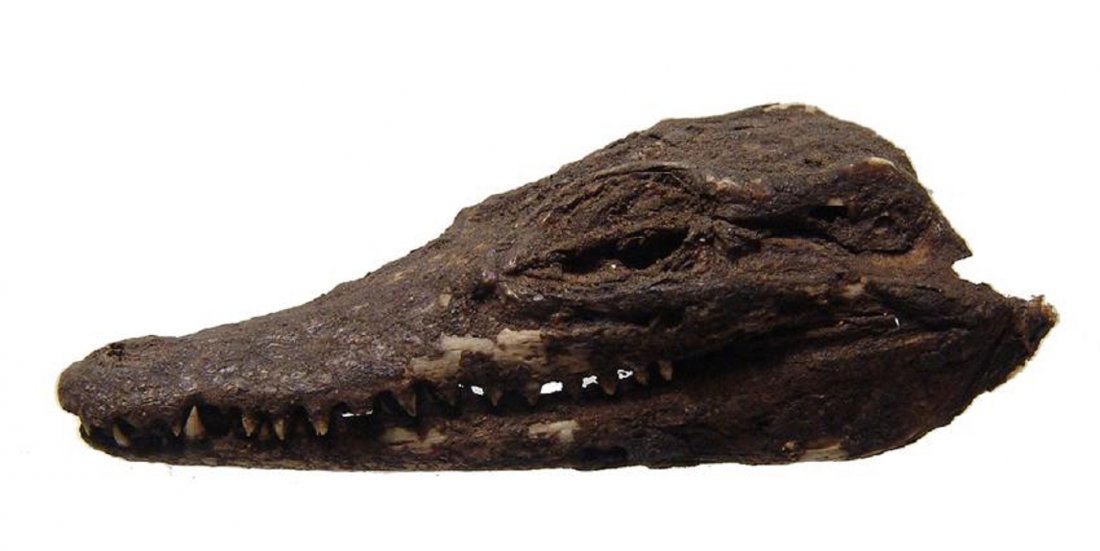 Fascinating Egyptian mummified head of young crocodile (1 of 5)