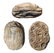 Egyptian steatite scarab with cartouche of Thutmose III