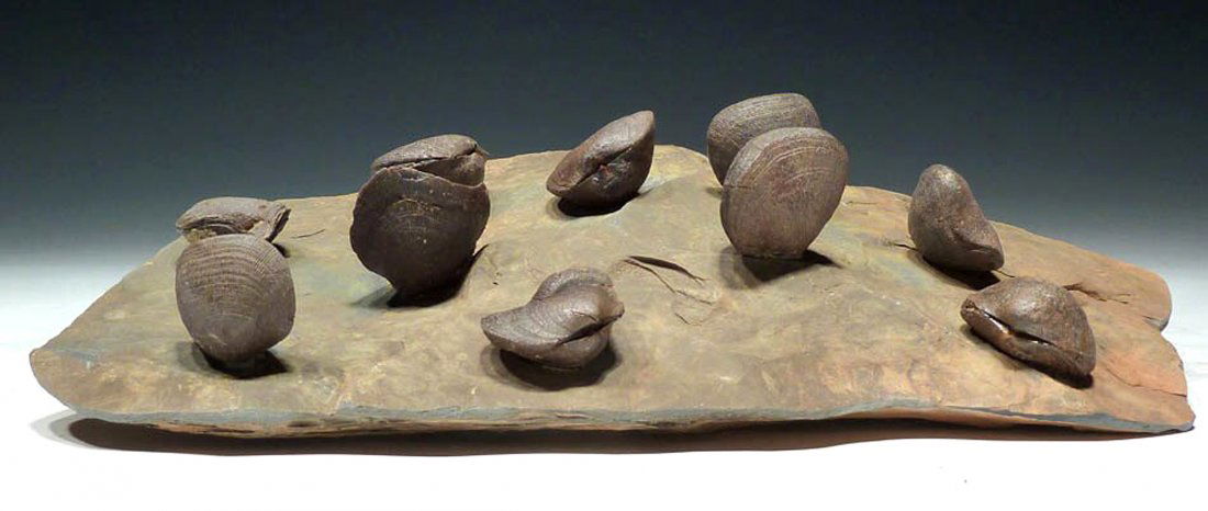 European Schizophoria Brachiopod colony on shale: European Schizophoria Brachiopod colony on shale, Middle Devonian (Givetian) Period, c. 394.5 - 389.1 million years ago, Holy Cross Mountains. This fantastic display specimen shows supremely preserved