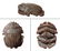 An Egyptian stone button scarab, Late Period