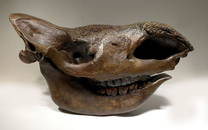 Spectacular complete Woolly Rhinoceros skull fossil