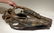 Spectacular complete Woolly Rhinoceros skull fossil - 4