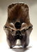 Spectacular complete Woolly Rhinoceros skull fossil - 5