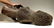 Spectacular complete Woolly Rhinoceros skull fossil - 6
