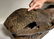 Spectacular complete Woolly Rhinoceros skull fossil - 7