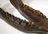 Spectacular complete Woolly Rhinoceros skull fossil - 9