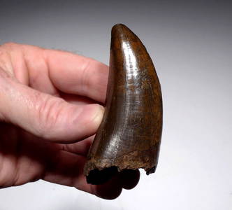 Fantastic dinosaur tooth from adult Tyrannosaurus rex