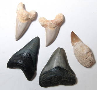 A lot of fossil teeth, shark and marine reptile: A lot of fossil teeth, shark and marine reptile. Lot includes a pair of Megalodon shark teeth from South Carolina, c. 15 Million Years Old, with nice deep grey-black color, L: 3 5/8 in (9.2 cm) & 3